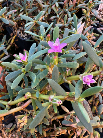 preview Sesuvium portulacastrum (L.) L.